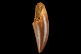 Serrated, Raptor Tooth - Real Dinosaur Tooth #173556-1